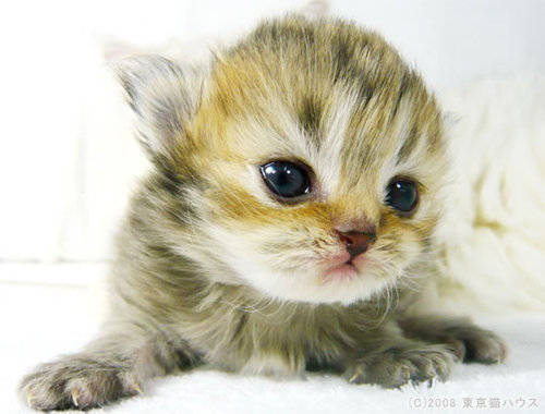 in_gtsev's profile picture. エスパー伊東さんていま何してるのかな！！！？w私もカバンに入れます！プチ自慢すみません！！！