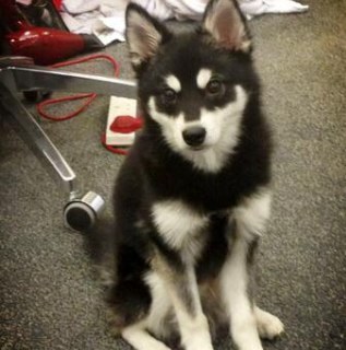 Real Loki Love my owners Liam and Danielle xx