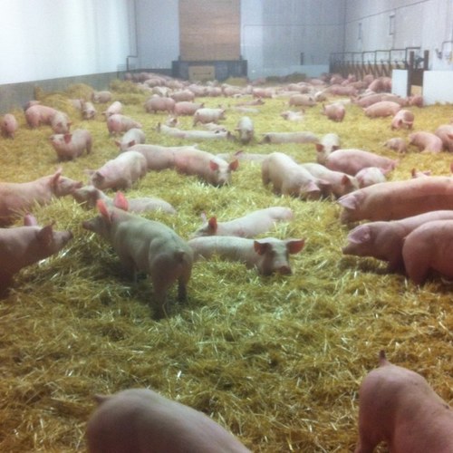 dale_sunderland's profile picture. Fulltime grain,cattle and hog farmer doesnt know much about any of them but wants to learn about all of them