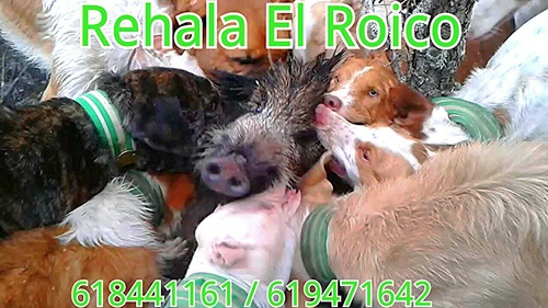 rehalaelroico's profile picture. 