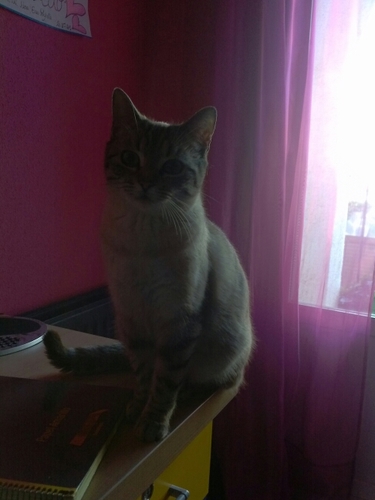 Gata nací , gata soy . Soy Kitty asecas y mojada si llueve. Una hembra en toda regla, sobre todo una vez al mes .Casi tan loca como mi dueña @maariwinn
