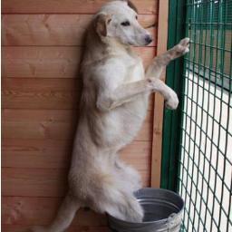 Shelter for homeless animals in Moscow, Russia - those who have been captured from the streets and avoided being shot. More than 2500 dogs! Volunteers' website.