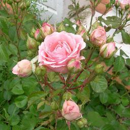 SimDoMi's profile picture. Vies Terre Beauté Diversité. Maintes réussites & échecs. À tous, vœux de sagesse, foi, réflexion, volonté. Sur les frontons : Liberté Égalité Fraternité. Vrai ?