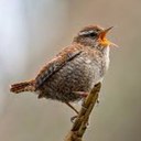 Jackie Fanning - @jackiecoolname - Twitter