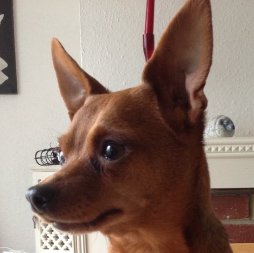 Hi all, I'm Giz the Min Pin, I live in the UK with lots of Family Members who I will share with you from time to time. Oh and my pet humans!! I'm 5 n a bit