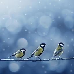 msoricel's profile picture. thoughtful, civil, and hopeful, even if it is the thing with feathers...