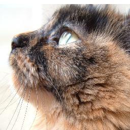 Everything you need to know about torties! Join our Tortie Club at https://t.co/bXYE0pqiy0