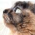 Tortie Catz (@tortiecatz) Twitter profile photo Tortie Catz (@tortiecatz) Twitter profile photo