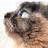 tortiecatz's profile image