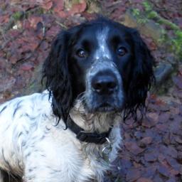 OllyTheDog2012's profile picture. 