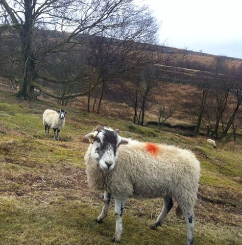 lesleyclarke160's profile picture. Part of nursing team in gp practice i have me/cfs and fibro. Crazy Bout dogs, book lover, angel believer and crystal user.currently having a bloody flare up !!