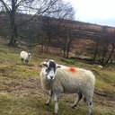 lesley clarke - @lesleyclarke160 - Twitter