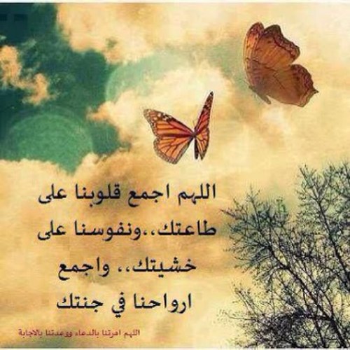 alsahfe12's profile picture. 