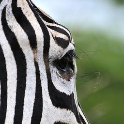 Experts in African Adventure trips, safari guide training, wildlife photography and more!
