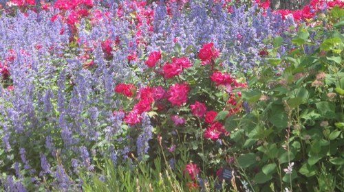 kjax75's profile picture. Educator, Mom of one, Middle School Principal, Administrator for SEL, Cubs fan.