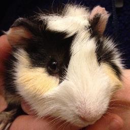 I'm a badass #devops Guinea Pig!