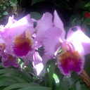 ingeborg rivera - @ingeborgrivera - Twitter