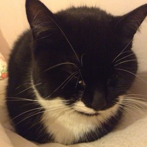 chollandXx's profile picture. 