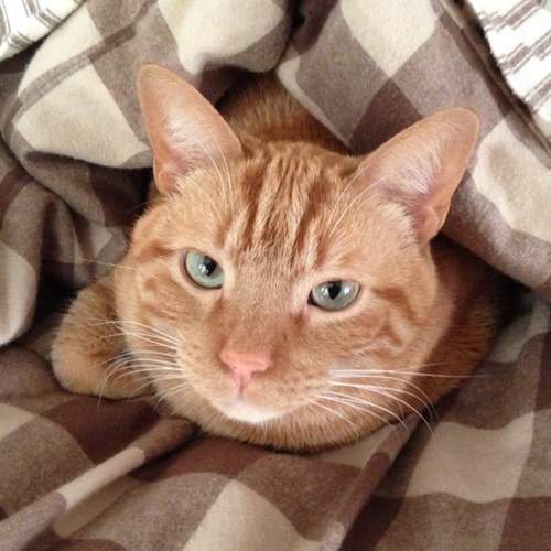 sascarlett71's profile picture. 