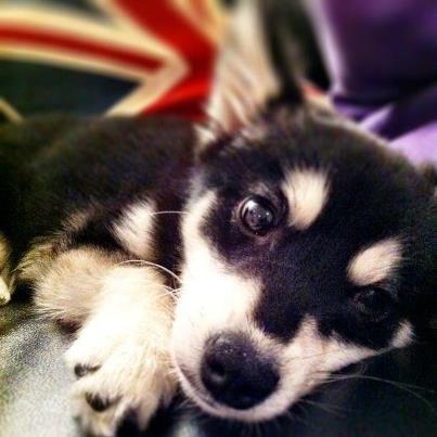 My name is Loki Payzer im 5 months old My mummy is Danielle Peazer & my daddy is Liam Payne. Don't you love me? Im famous! xx 
@DaniellePeazer @Real_Liam_Payne
