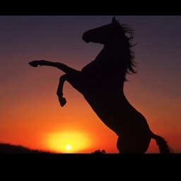 iluvriding101's profile picture. not just another equestrian anon but one who will make you laugh your breeches off! #barnprobs proud quarter horse owner, in the good ol' state of kentucky