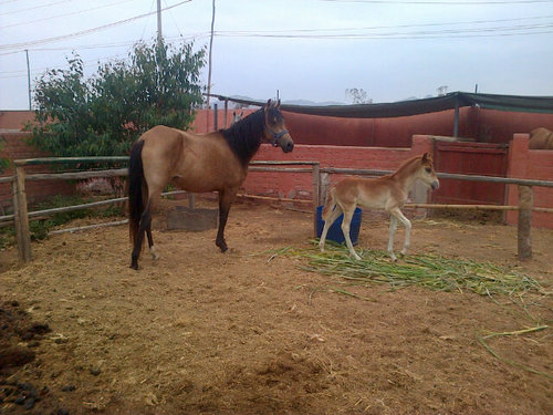 Veterinaria,  especialista en reproduccion equina. Amante d la naturaleza.