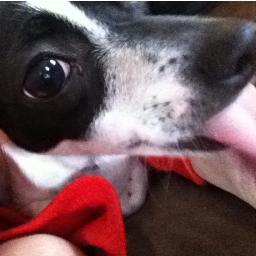 sophia_dog's profile picture. Poop to the right of the poo pad. Never on it.