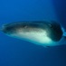 MarineEncounters (@marineencounter) Twitter profile photo MarineEncounters (@marineencounter) Twitter profile photo