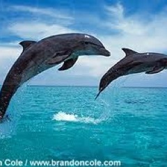 Medical Aid, Relief Organizations, Human Rights, Ecology... 
I believe in a better World