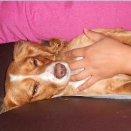 PERROSADOPTADOS's profile picture. HOLA AQUI LES PONDRE SOBRE PERROS PARA ADOPTAR AUNQUE SEAN MIX O DE RAZA Y RECUERDA ¡ADOPTA NO COMPRES!