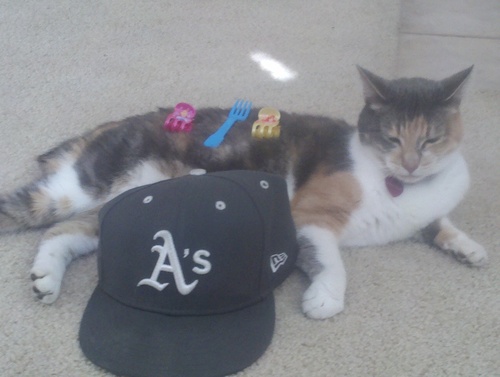 lavishhog's profile picture. 