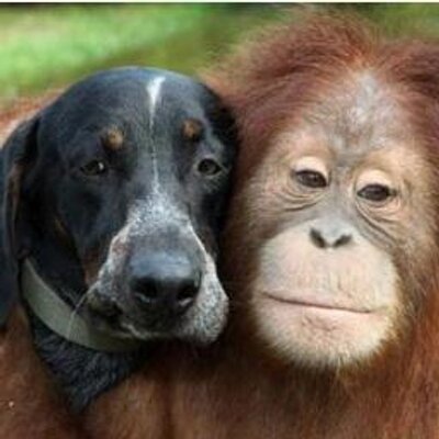 ট ইট র Pongo Ys Gpcr こんにちは とんとんとんあけてください どなたです わたしゃ木の葉よ とんことり とんとんとんあけてください どなたです わたしゃ風です とんことり とんとんとんあけてください どなたです 月のかげです とんことり 北原白秋の ট ইট র Pongo Ys Gpcr こんにちは とんとんとんあけてください どなたです わたしゃ木の葉よ とんことり とんとんとんあけてください どなたです わたしゃ風です とんことり とんとんとんあけてください どなたです 月のかげです とんことり 北原白秋の