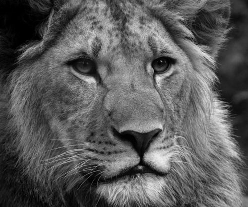 auroralis85's profile picture. 