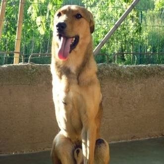 lauralancello's profile picture. 