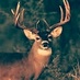 Lamar (@tr1grdr0psh0tz) Twitter profile photo