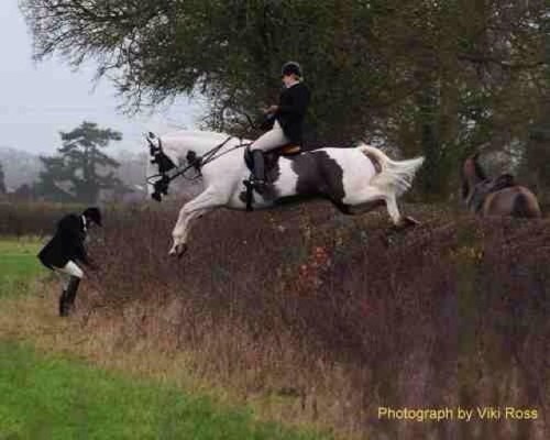 foxyhunter43's profile picture. hunting, showing, socialising, fun times and good rides!!