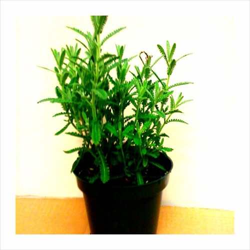 ultrvioltx's profile picture. 