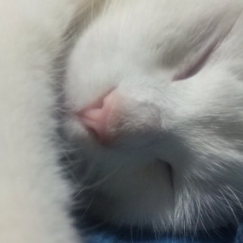 猫と犬が好き。うちの猫はこゆき、犬はリン、共に女の子です( ^ω^ )