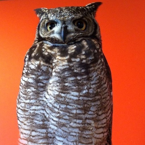 bonnielink5's profile picture. 