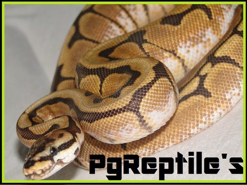 Eleveur de reptiles