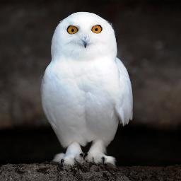 GaynorDRF's profile picture. Debt Resolution Forum. An association helping to raise the standards and profile of UK Debt Management companies