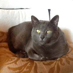 cens_ho's profile picture. La tua libertà, finisce dove inizia la mia...