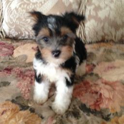 Reborner doll maker, small breeder of Yorkshire Terriers, animal lover