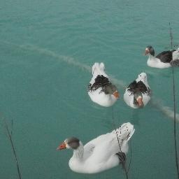 IsimYlmaz's profile picture. 