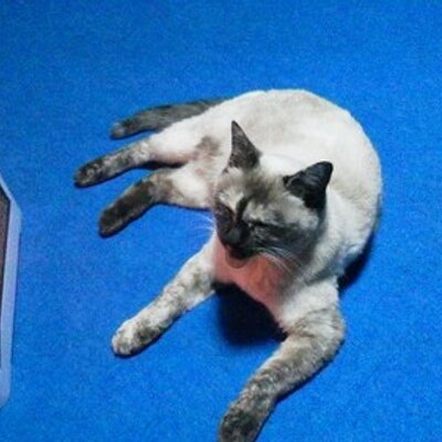S 次の商品を購入しました 打見 佑祐 Ultra Battle Satellite 2 ジャンプコミックス Via Amazonjp 読み切りの 暴れ猿 狙いです