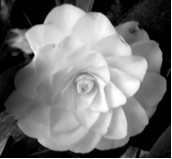 inquisitor_e's profile picture. Educator, chocoholic, closet nerd/geek who draws, paints, taps. Incapable cook & athlete, but gifted at eating during a game or otherwise.