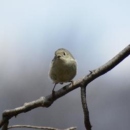 apasnews's profile picture. Welcome to the official Twitter site of the Allegheny Plateau Audubon Society.