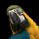 Joanie Simon - @JoanSimonPhoto - Twitter