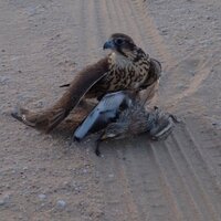 أبوعبدالله الملعبي (@abdallah_2023) 's Twitter Profile