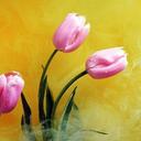 kashif rasheed - @HaqBrothers786 - Twitter